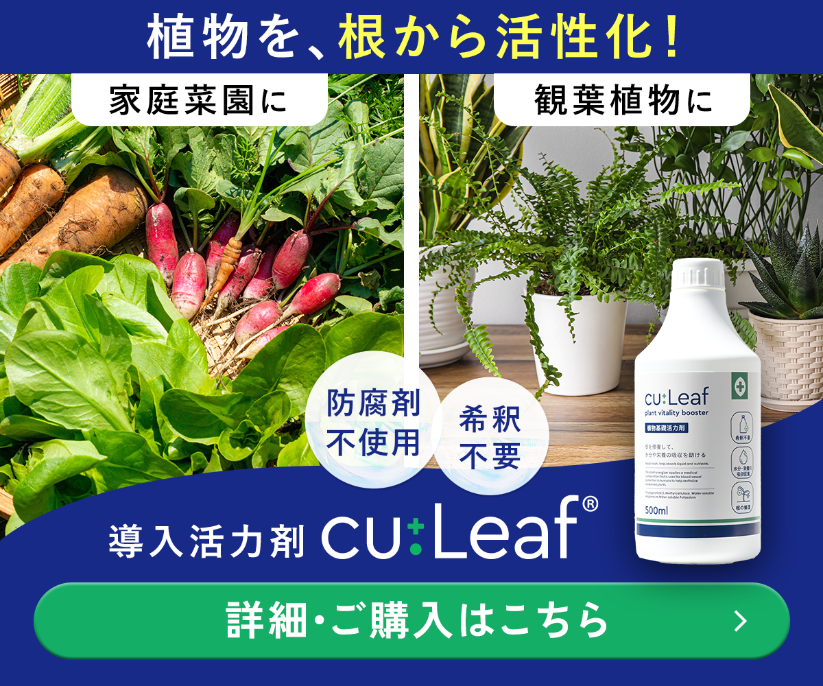 ニラの植え替え時期はいつ？同時に株分けするメリットとは？