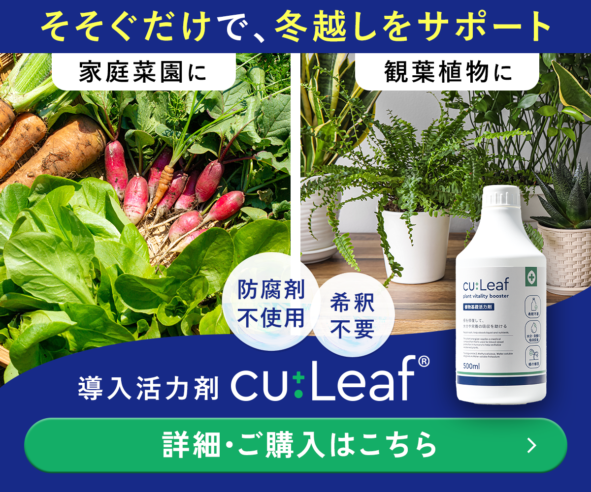 ドラセナの増やし方「挿し木」に挑戦！水挿しで根が出たらどうする？