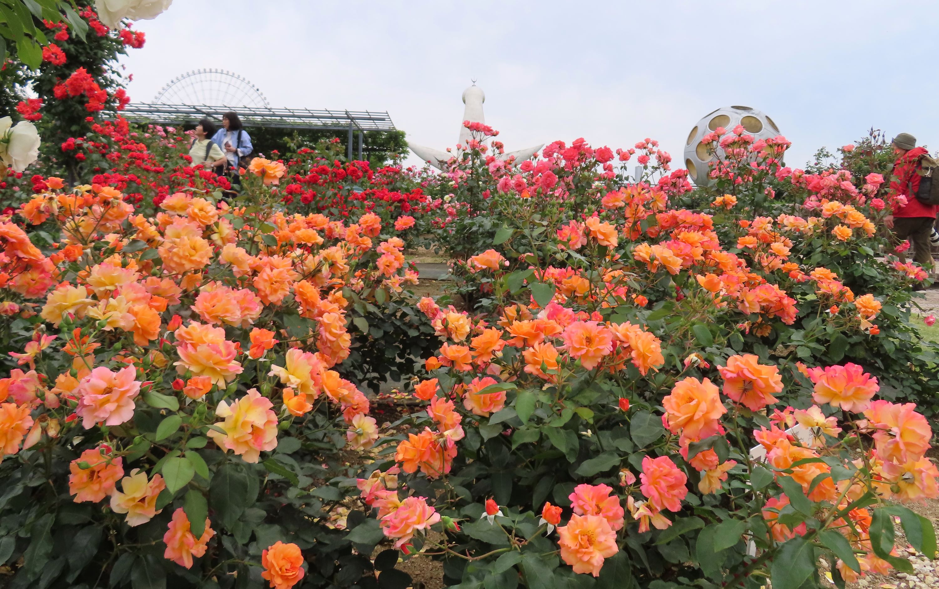 関西ローズEXPO 平和のバラ園人気投票