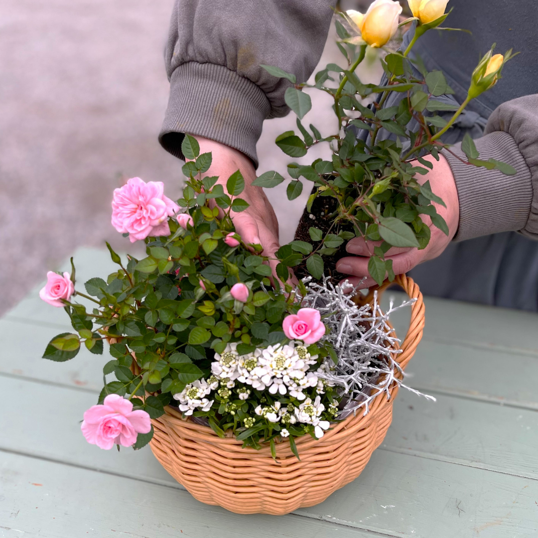 ミニバラを使った寄せ植えセミナー