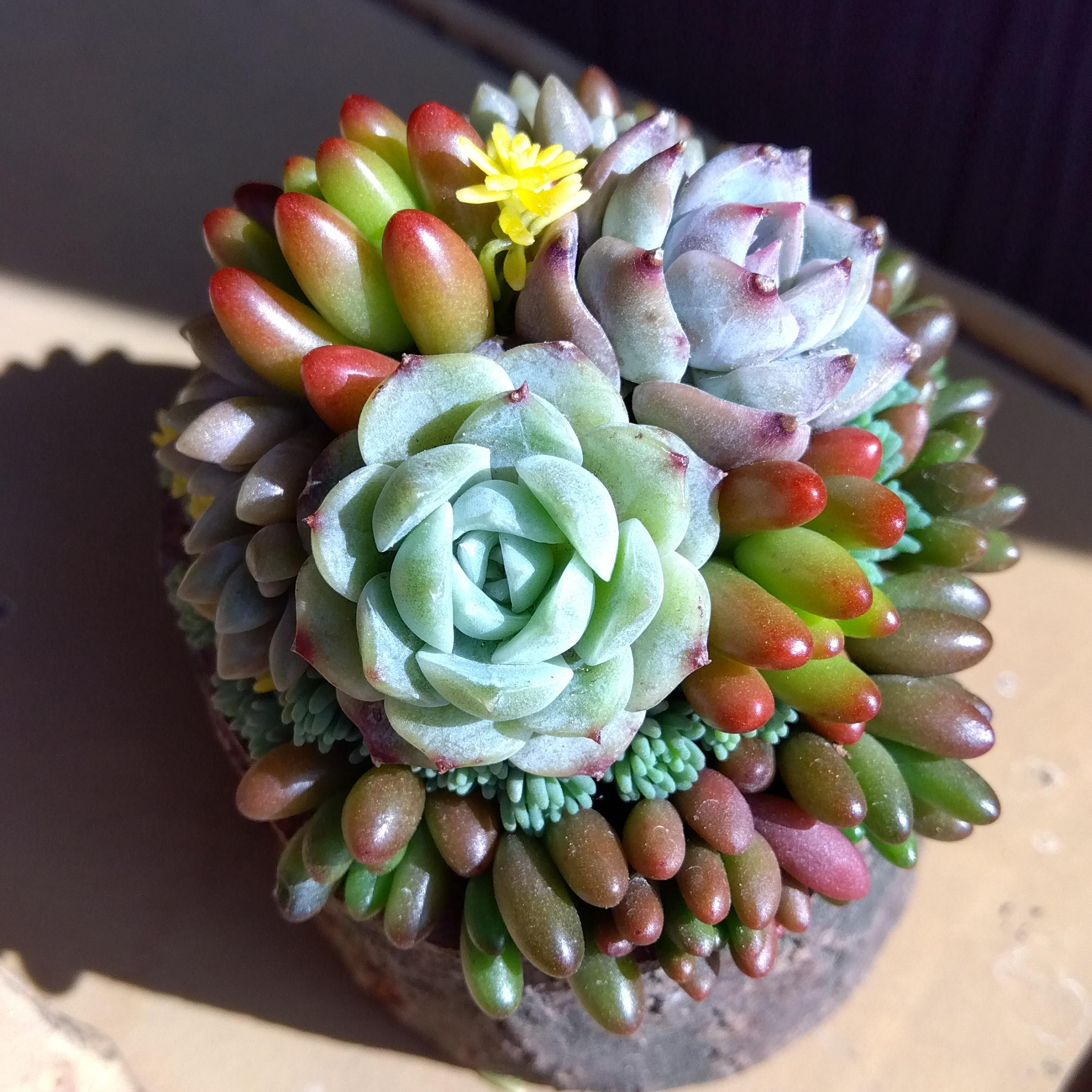 たにくしょっぷnitaytum