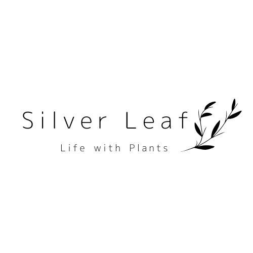 Silver Leaf
