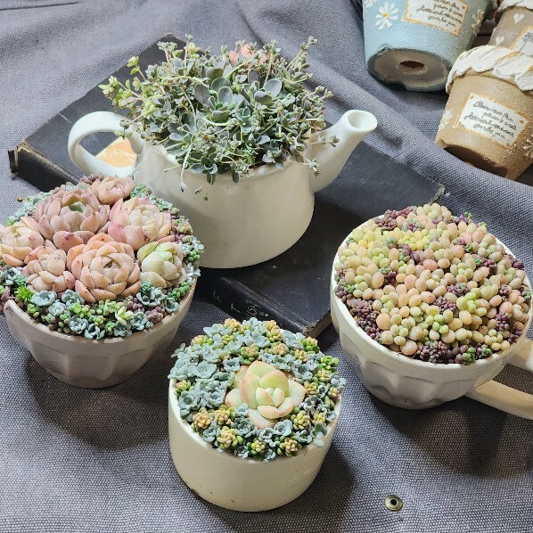 リトルガーデンハート