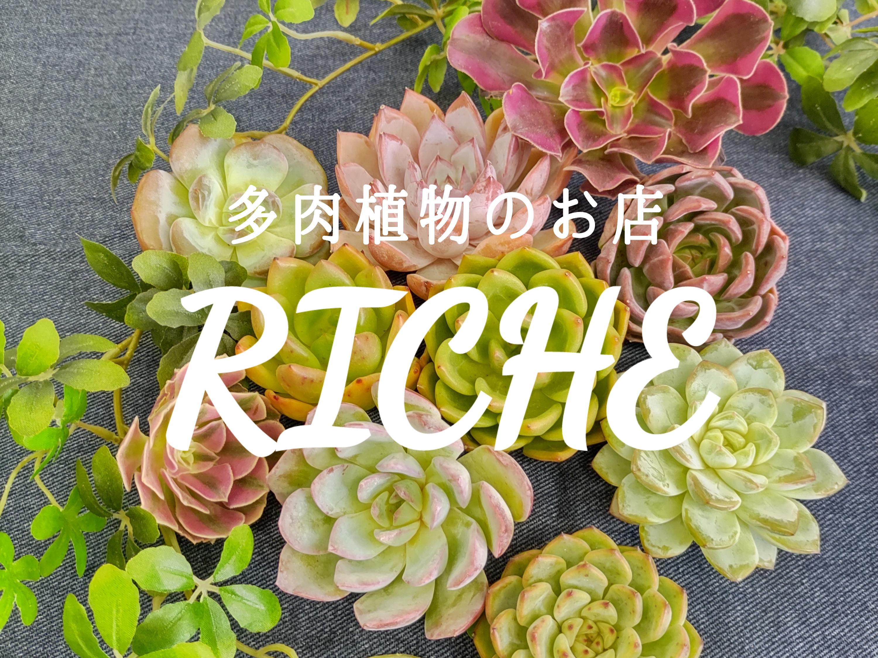 多肉植物のお店 RICHE -リッシュ-