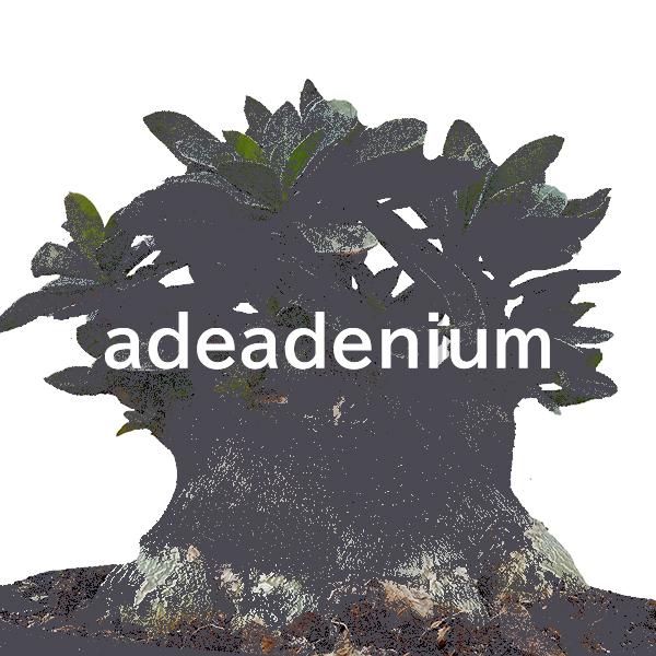 adeadenium