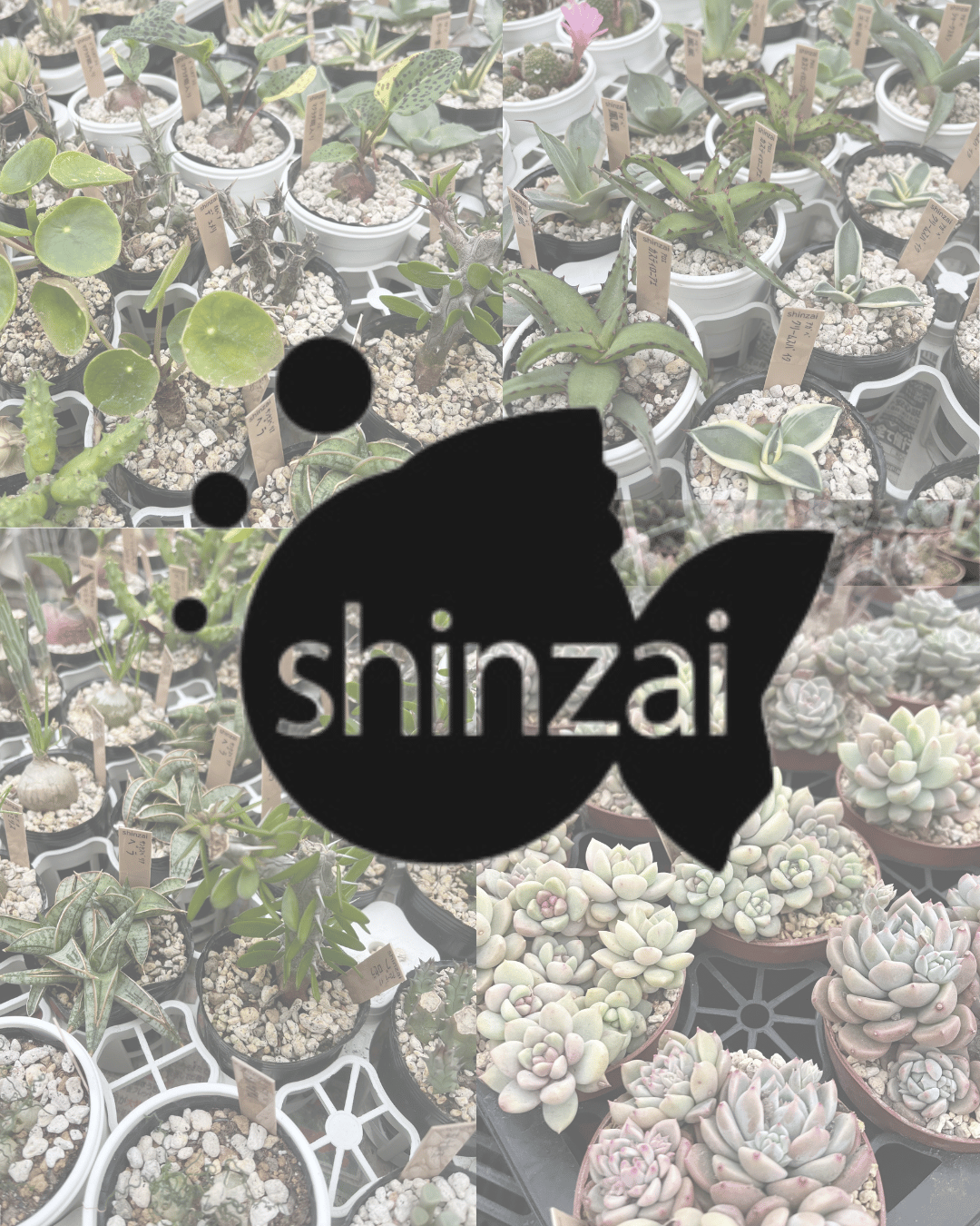 shinzai