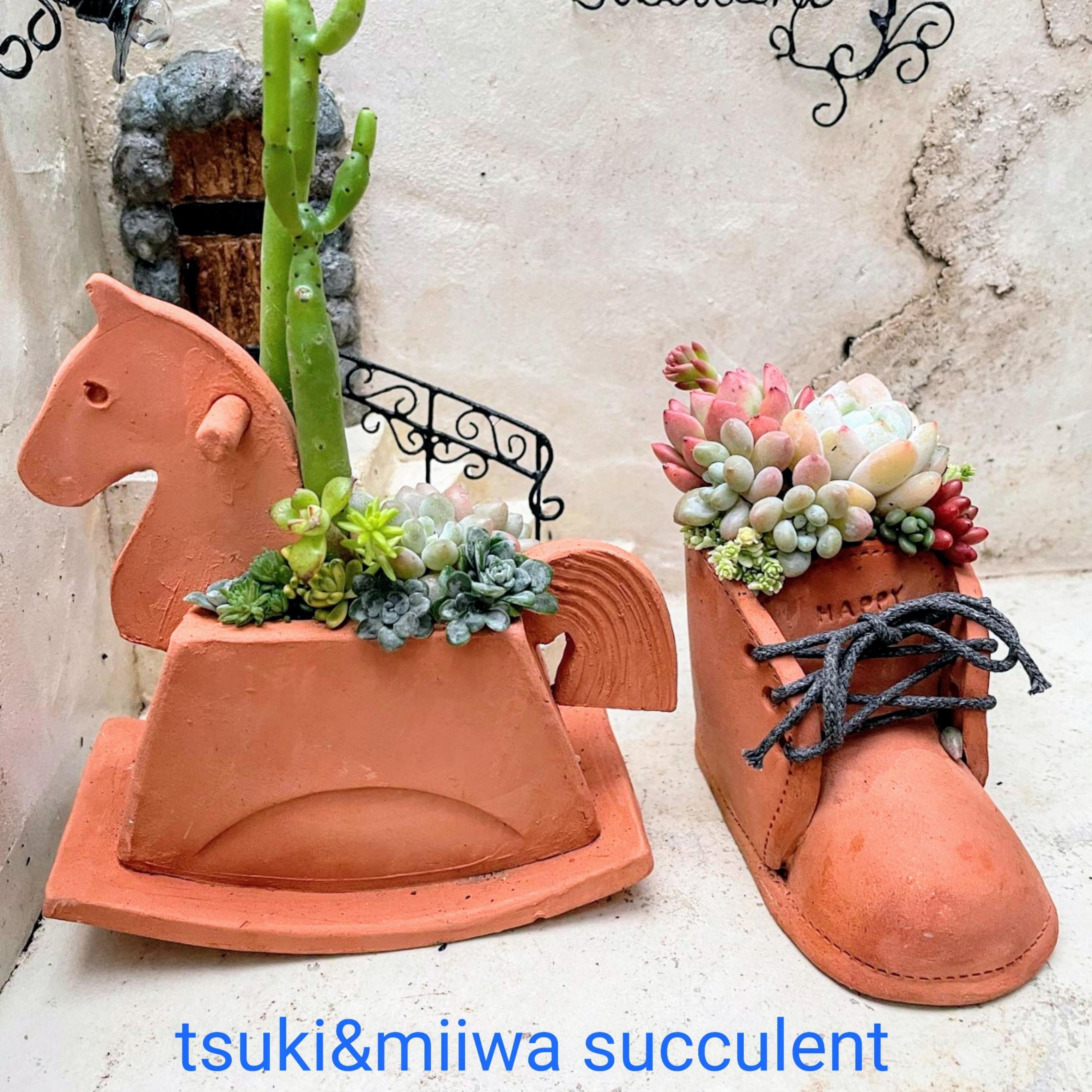tsuki&miiwa succulent
