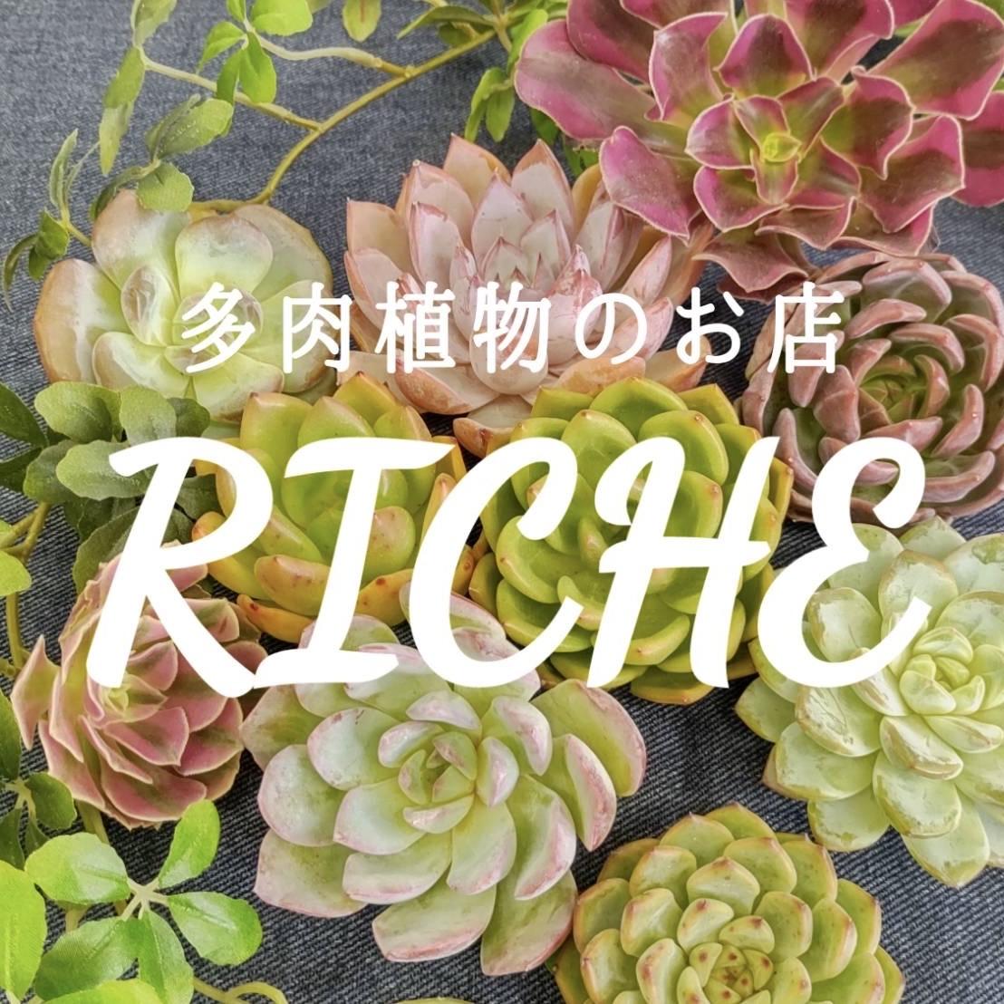 多肉植物のお店 RICHE -リッシュ-