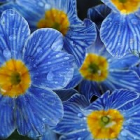 春の訪れを知らせてくれる、初心者にぴったりの早春の花5選の画像