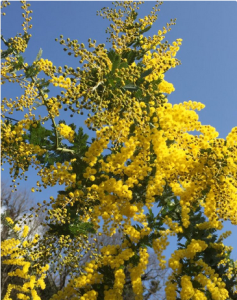 スクリーンショット 2016-02-27 7.37.49