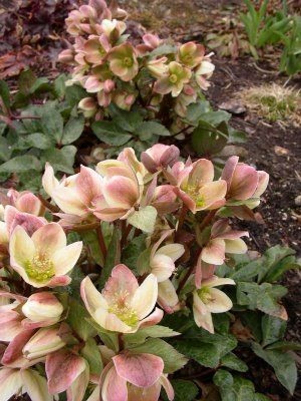 e3c85142936895288ac73b61830809fc