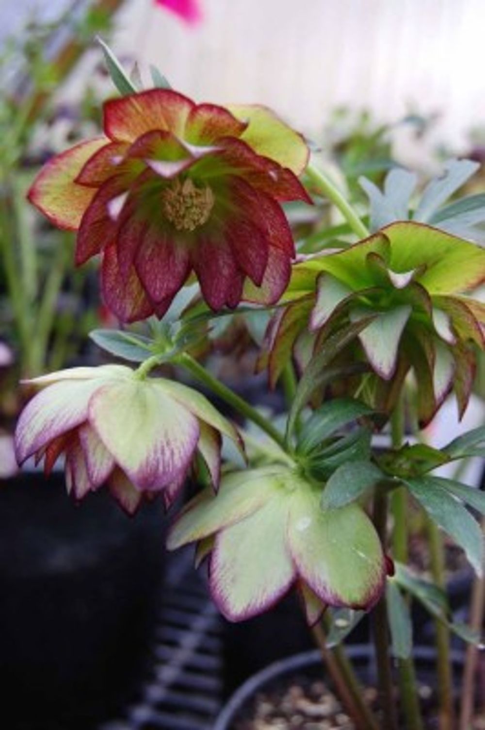 b120bd591af026d122bca1c364534977