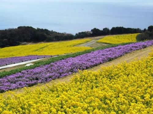 ゴールデンウィークは癒しを求めて花畑へ まさに今が見頃の花畑スポット7選 関西編 Greensnap グリーンスナップ