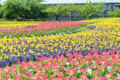 ゴールデンウィークは癒しを求めて花畑へ！まさに今が見頃の花畑スポット7選＜関西編＞｜?GreenSnap（グリーンスナップ）