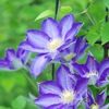 和柄のグラデーションが涼しげ！日本の初夏にお似合いの「クレマチス」の画像