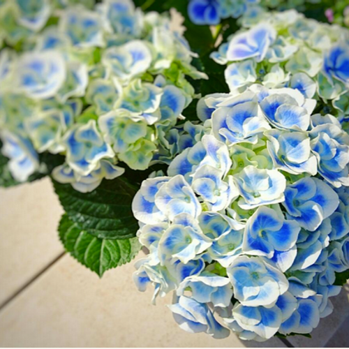 初心者にやさしいガーデニングのキホン ７ カーネーションや紫陽花の鉢モノ 上手に育てる方法は Greensnap グリーンスナップ