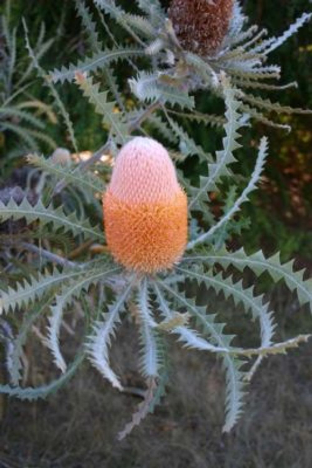 0f8749034f51a6c05ce375ae5d585390