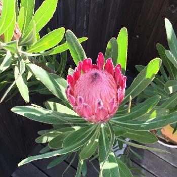 ドライにしても素敵 オーストラリアに生息する インパクト抜群な花を集めてみました Greensnap グリーンスナップ