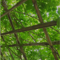 今年の夏はグリーンで爽やかな涼を。グリーンカーテンにおすすめの植物5選の画像