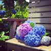 梅雨を彩る、紫陽花が美しい季節。あなたはどんな色が好き？どうやって楽しむ？の画像