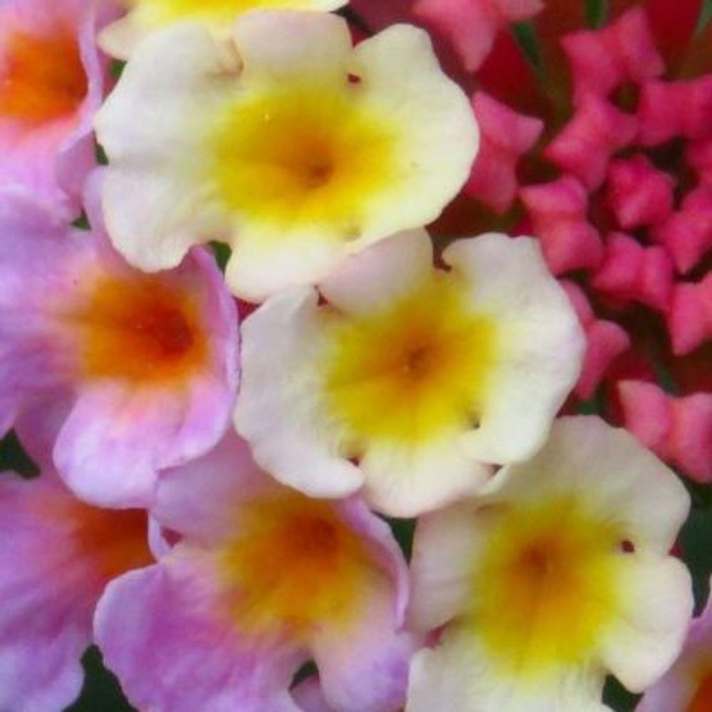 71f718d7705b7a318622cee75f7d4524