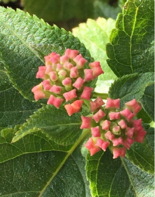 スクリーンショット 2016-06-23 15.46.31