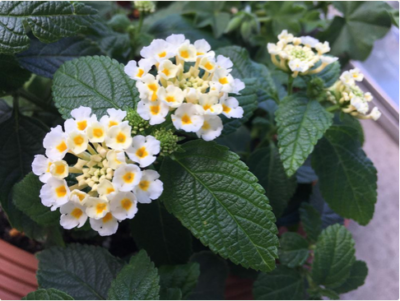 スクリーンショット 2016-06-23 17.43.06