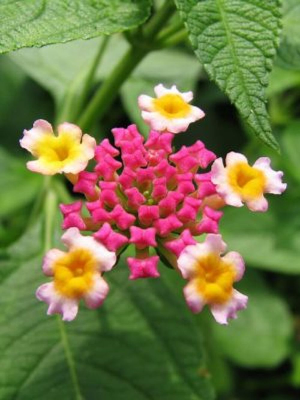 b378ff0b28b6b1e8b3ad24cba6784135