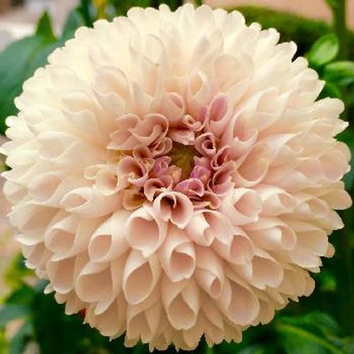 一輪でも存在感抜群のダリア 花びらの造形美はまるでアートのよう Greensnap グリーンスナップ