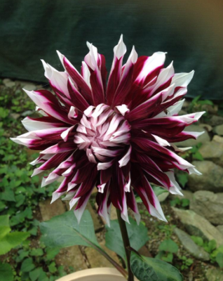 スクリーンショット 2016-07-27 6.11.23