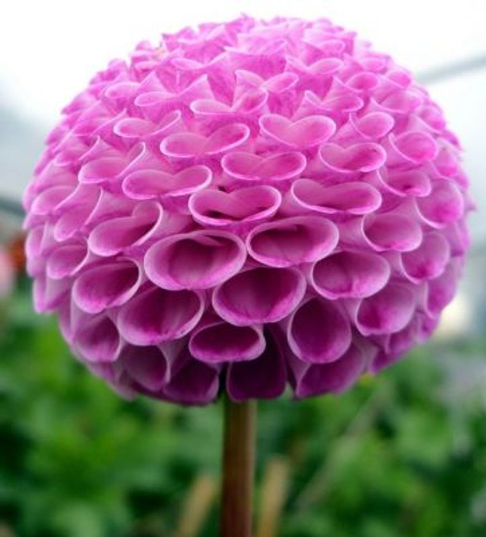 1944da9b184cdffc63d93ea3f2f8be94