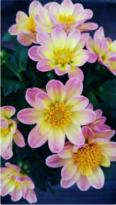 スクリーンショット 2016-06-29 10.44.36