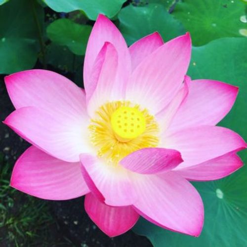 凛としていて神秘的な夏の花 蓮を愛でに 観蓮会 へ出かけてきました Greensnap グリーンスナップ 凛としていて神秘的な夏の花 蓮を愛でに 観蓮会 へ出かけてきました Greensnap グリーンスナップ
