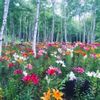 高原一面に咲く花畑と森の中のユリ畑。八ヶ岳・富士見高原「花の里」へ行ってきました！の画像