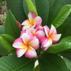 甘く優しい香りと可憐な姿が魅力の、南国の花・プルメリアの画像