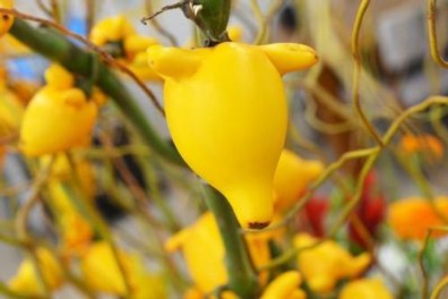 まるで動物 鳥 骸骨 みたいな植物 集めてみました Greensnap グリーンスナップ