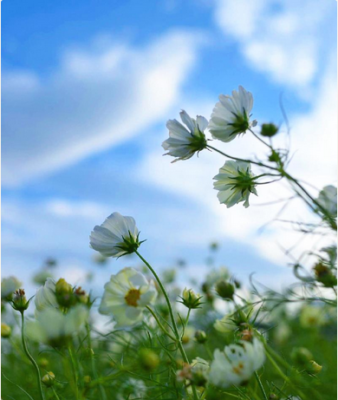 花の背景は青空でキマリ 素敵すぎる 空と花 の写真 集めました Greensnap グリーンスナップ