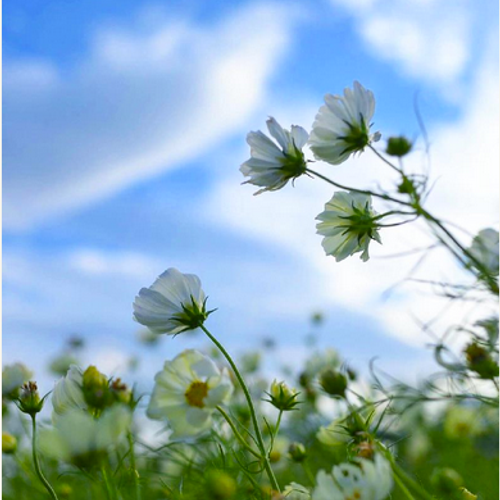 花の背景は青空でキマリ 素敵すぎる 空と花 の写真 集めました Greensnap グリーンスナップ