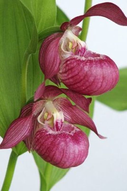 なにこの形 世界の 珍しい花 を写真つきでご紹介します Greensnap グリーンスナップ なにこの形 世界の 珍しい花 を写真つきでご紹介します Greensnap グリーンスナップ