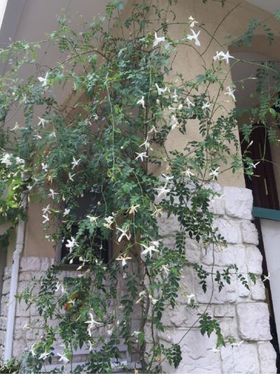 お茶や香水だけじゃない、ジャスミンの花の魅力。｜🍀GreenSnap