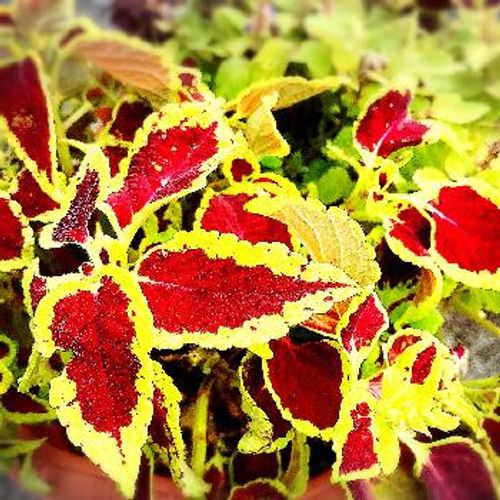 旬の寄せ植えには欠かせない 秋色が美しいカラーリーフの魅力とは Greensnap グリーンスナップ 旬の寄せ植えには欠かせない 秋色が美しいカラーリーフの魅力とは Greensnap グリーンスナップ