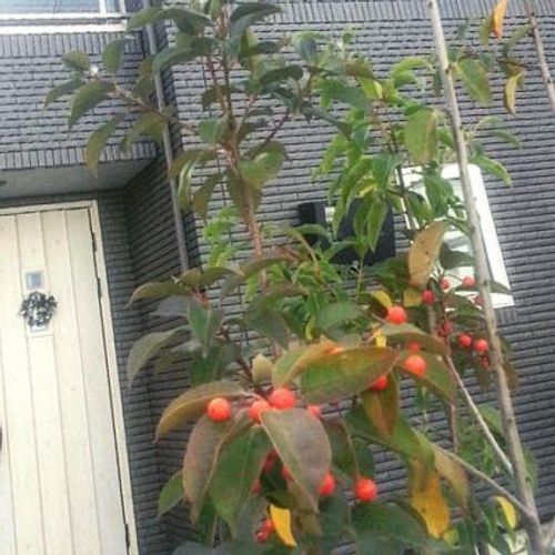 小さな花と実を実らせるソヨゴの秘密とは Greensnap グリーンスナップ