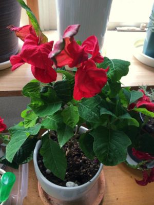 いつ肥料が必要 ポインセチアの育て方 Greensnap グリーンスナップ