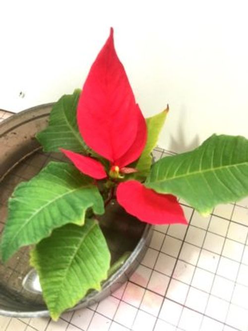 いつ肥料が必要 ポインセチアの育て方 Greensnap グリーンスナップ