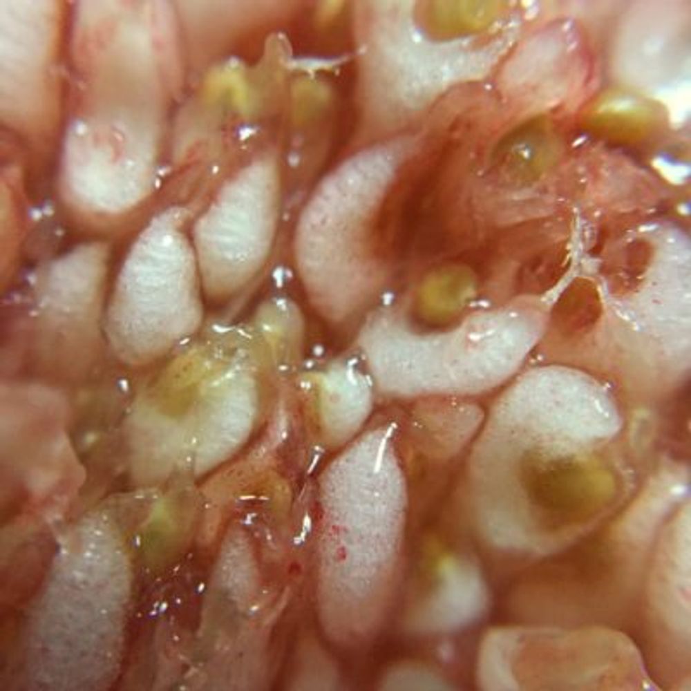 Photo by まかろんさん@GreenSnap