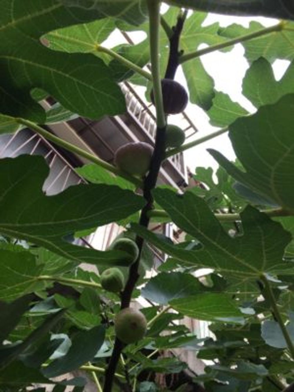 Photo by あやぴんさん@GreenSnap