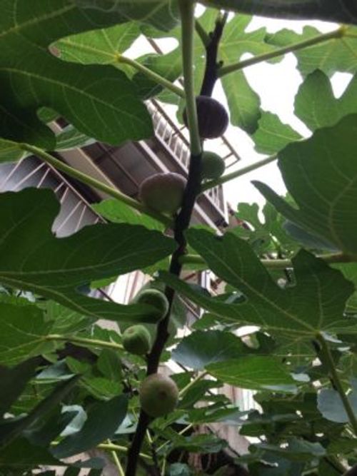 イチジクに花は咲くの いつどこにどんな花が咲くのか徹底解説 Greensnap グリーンスナップ