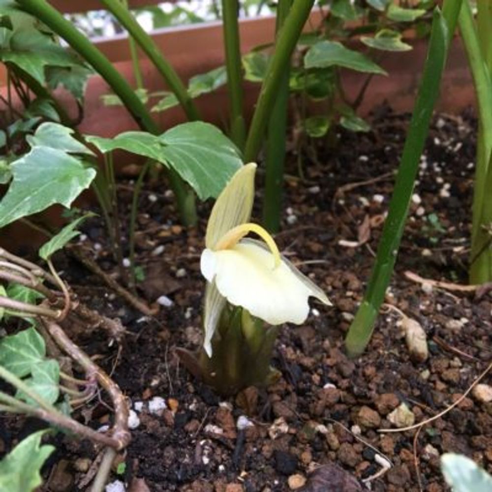 Photo by reycaさん@GreenSnap