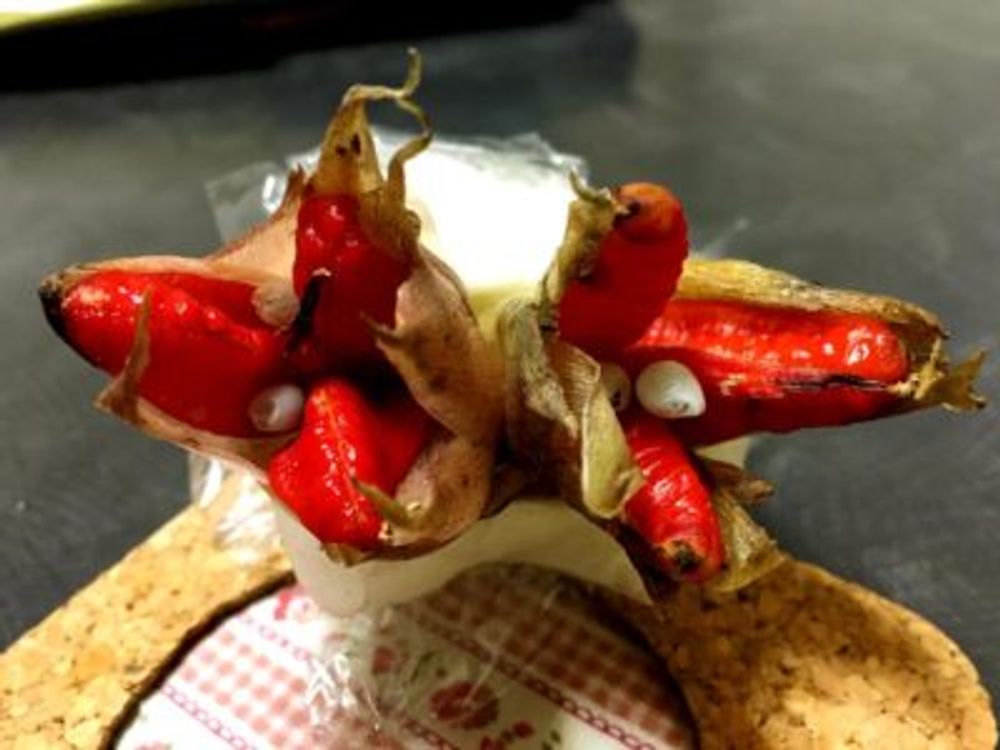 Photo by zuccasawaさん@GreenSnap