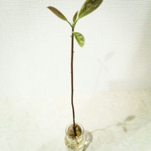 変わった特徴の花を持つアボカドの育て方についてご紹介 Greensnap グリーンスナップ 変わった特徴の花を持つアボカドの育て方についてご紹介 Greensnap グリーンスナップ